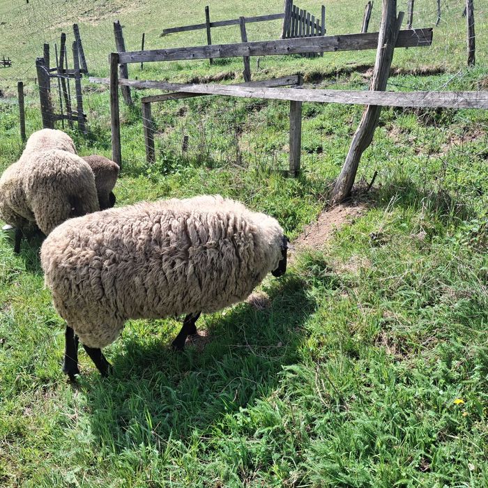 Oi suffolk mioare cu berbecuț