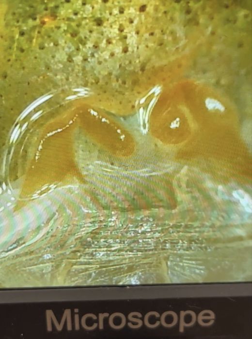 Паук птицеед pterinochilus murinus rcf