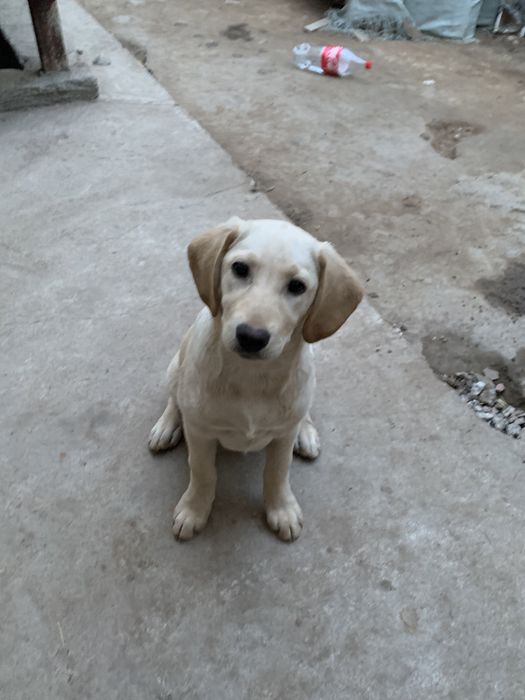 Продам лабрадоры