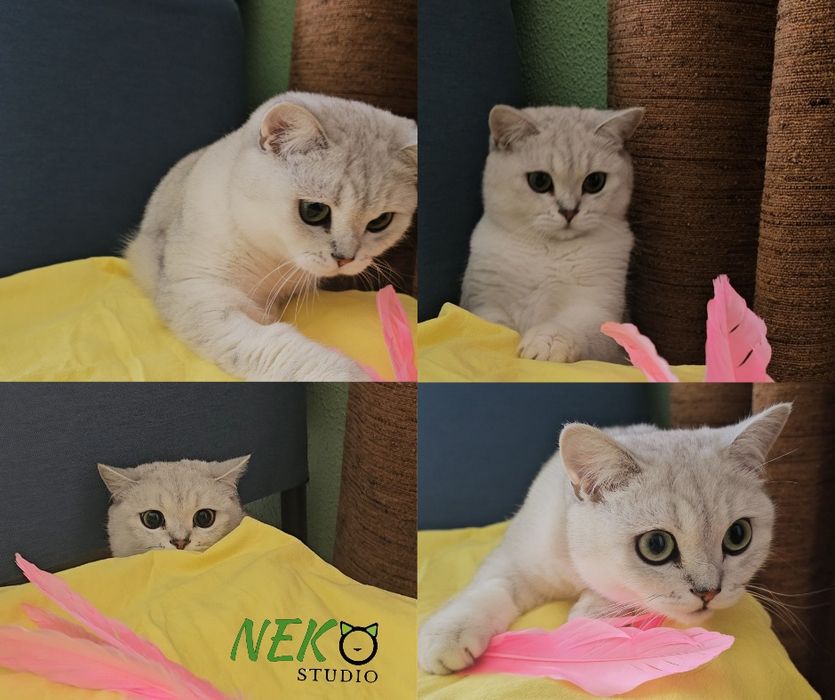 Cazare animale de companie - Pet hotel pisici