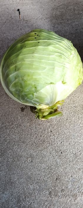 Varza Alba de păstrare