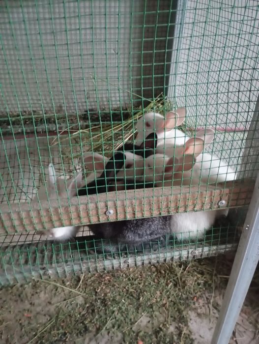 Тез ва арзон куйонлар сотилади