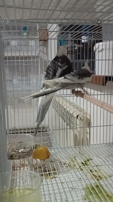 Попугаи Кореллы безщекие