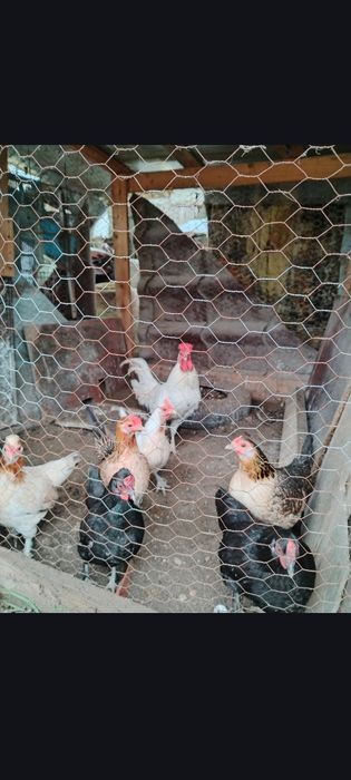 Cocoși pitici tineri