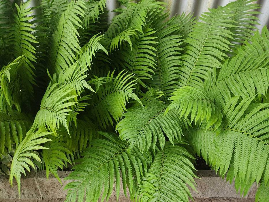 продам папоротник, Таугуль 3