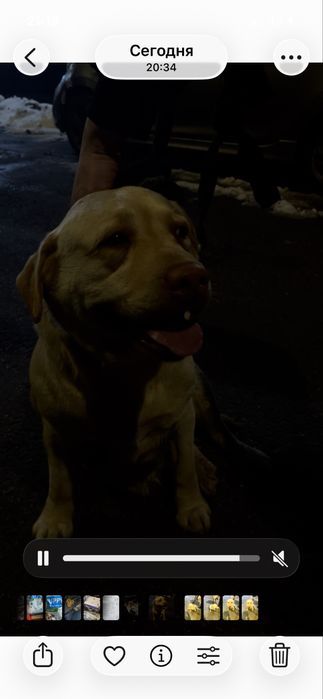 нпйдена собака лабрадор