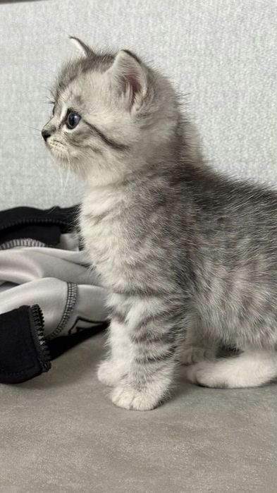 Британские котята