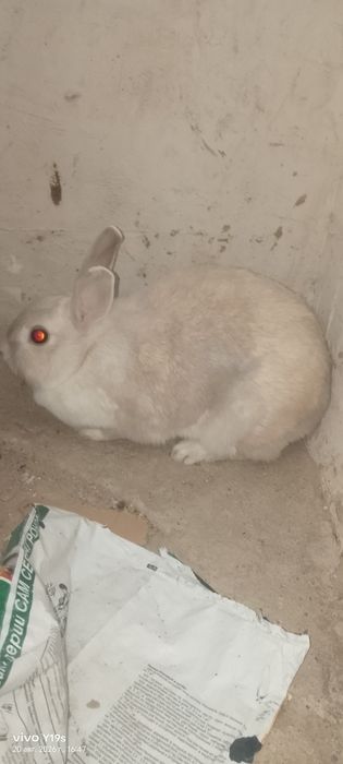 Продаются два кролика