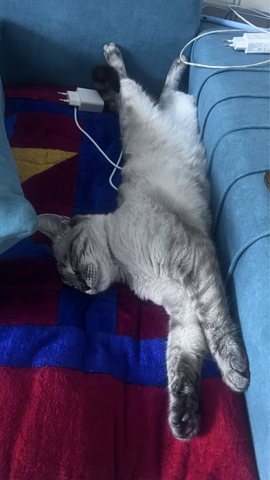 Кошка Санти