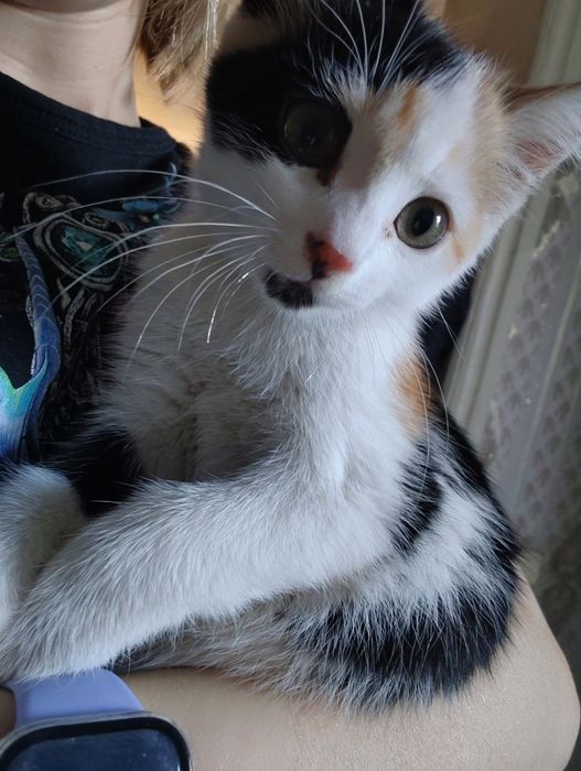 Отдам котенка в добрые руки