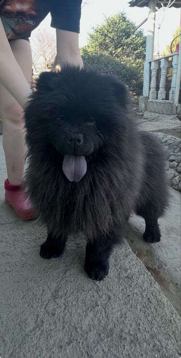 Чау-чау чистокровные  щенки с документами