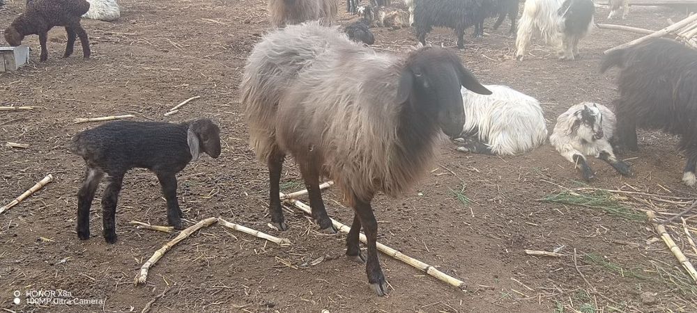 Койлар сатылады 4 млн, азгантай пайгазы бар, домашний