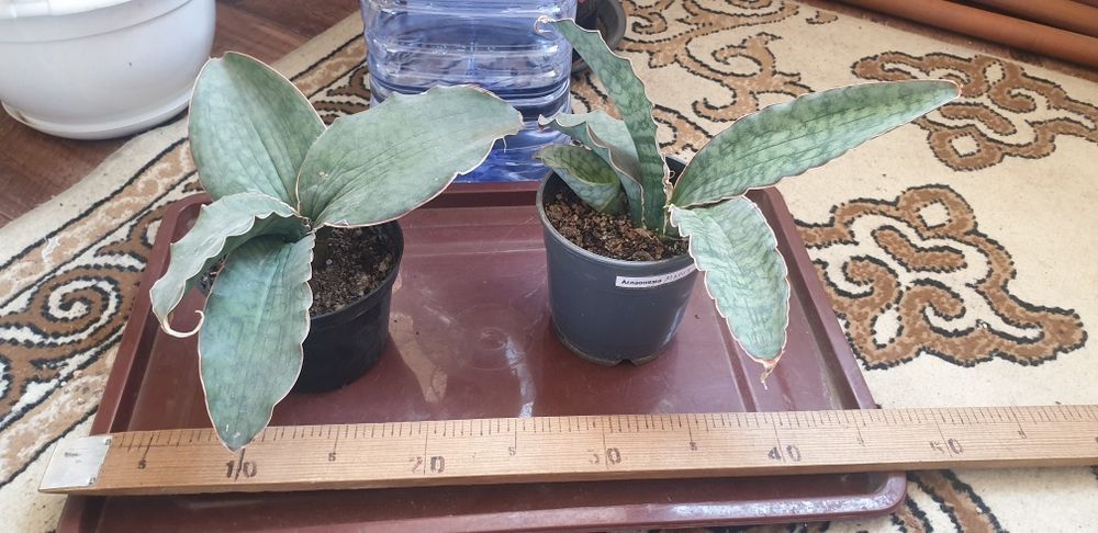 Сансевиерия кирки силвер блю