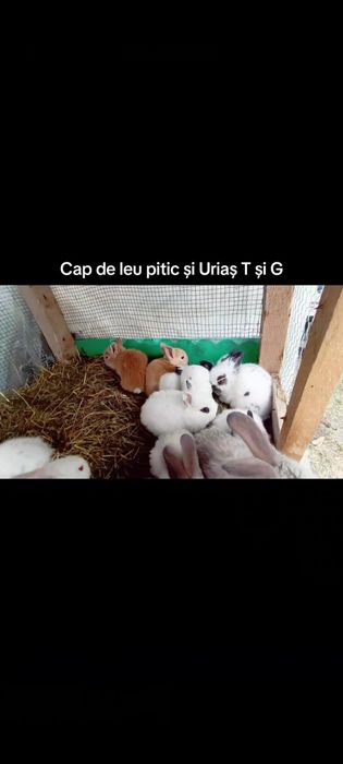 Iepurași Mini Toy și uriaș german și Transilvania puii