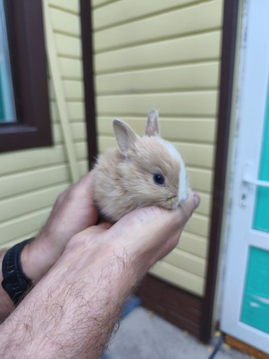 Продам декоративных кроликов