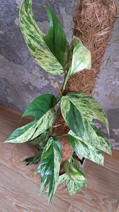 Цветы комнатные  .