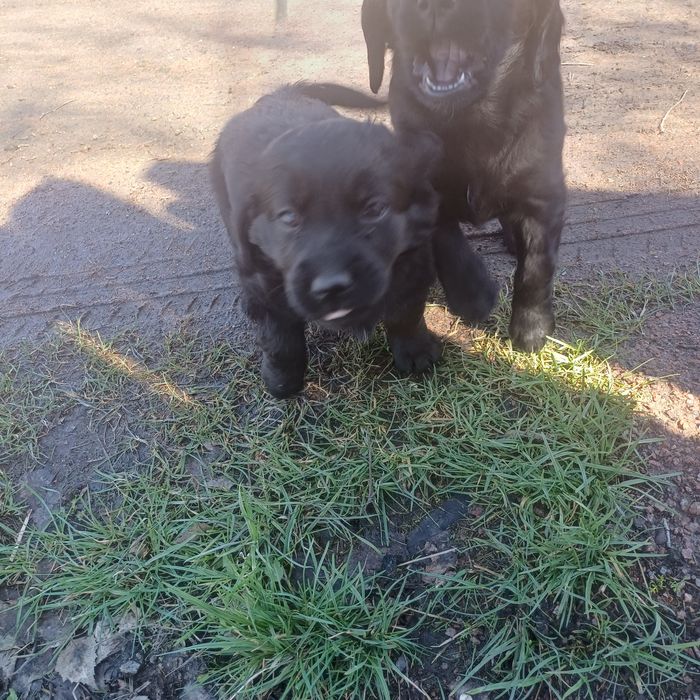 Отдам в добрые руки щенков девочек.