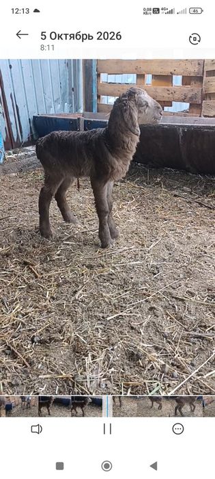 Матка арашан продам