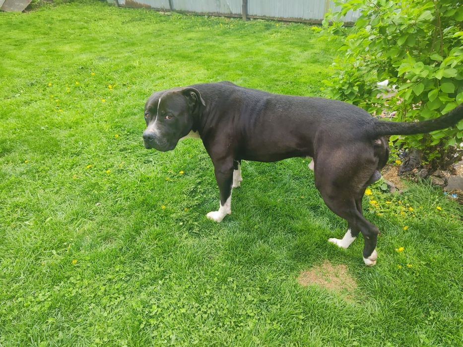 Продам щенка (девочка)