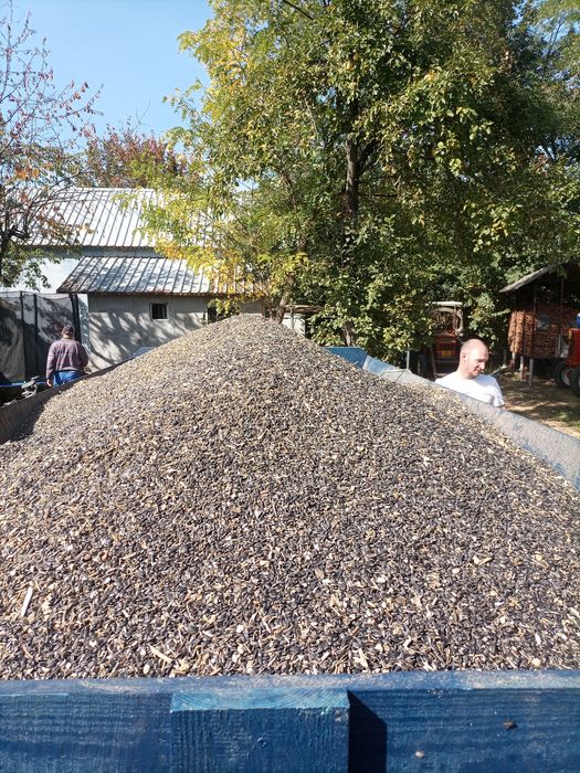 Vand floarea soarelui
