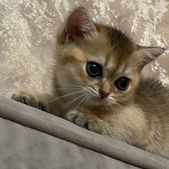 Золотая шиншилла