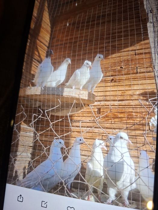 Голуби белые домашние