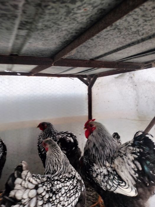 Cocoși/găini/pui wiandotte argintiu