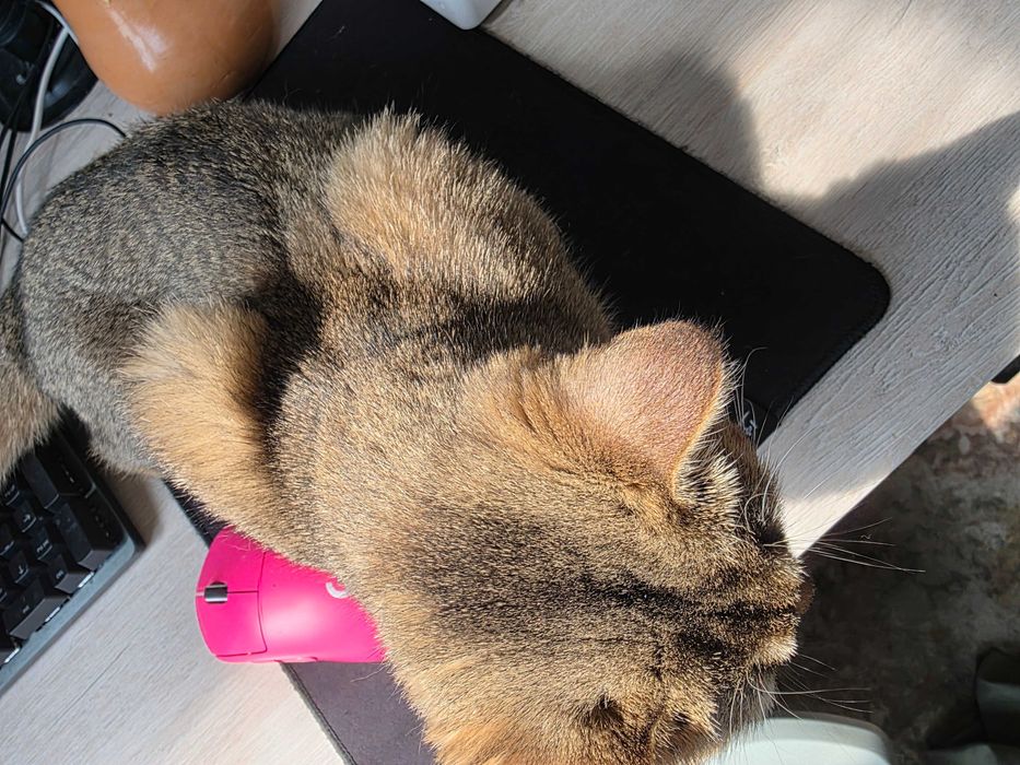 Продаю кошку, золотая шиншилла