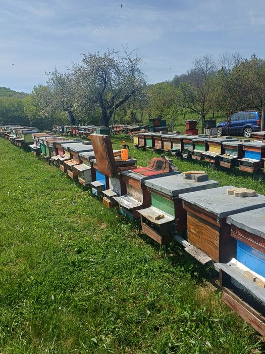 Vînd famili de albine pe 11 rame bine dezvoltate se pot pune magaziile