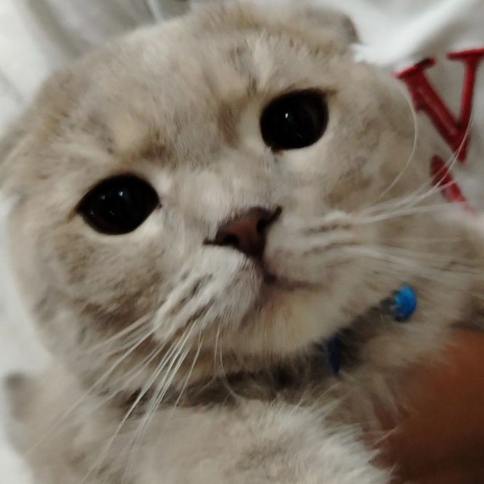 Scottish Fold O'g'il bola