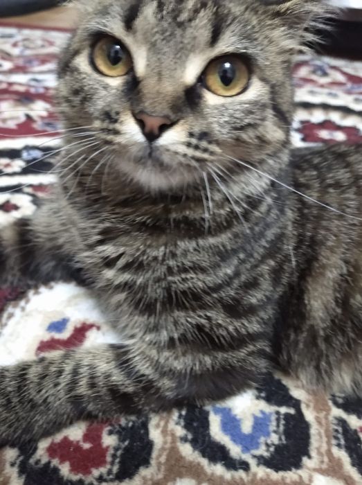 Подарю кошечку в добрые руки