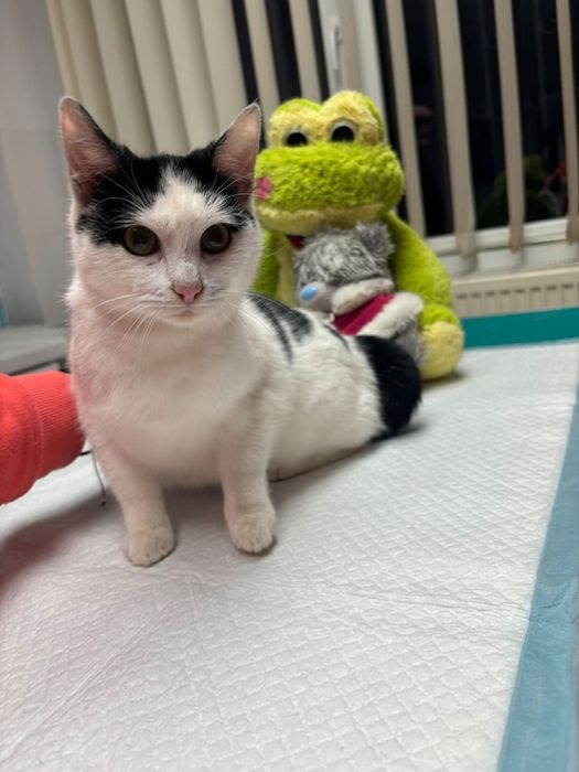 pui de pisicuta superba,pisicuta pentru adoptie,puiuta de pisicuta