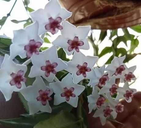 Продам. Хойя  Белла прекрасная –  редкое красиво цветущее растение.