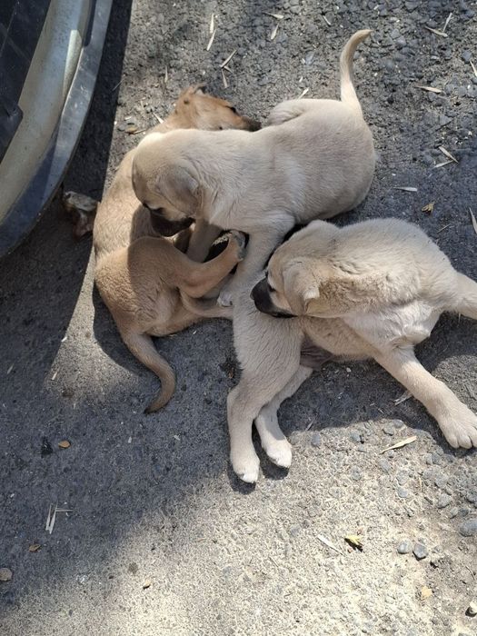 Отдам щенков в хорошие руки. Символическая оплата - 50.000.