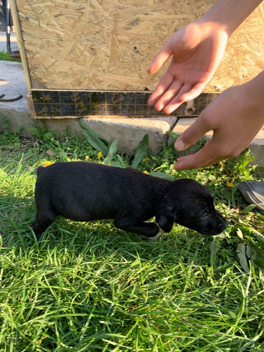 Щенки куртсхар 1месяц