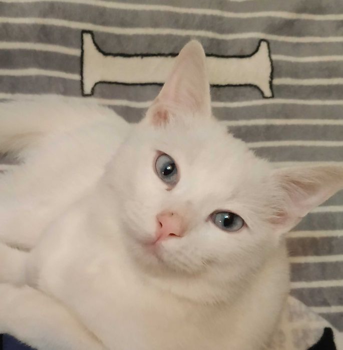 Отдам даром кошку