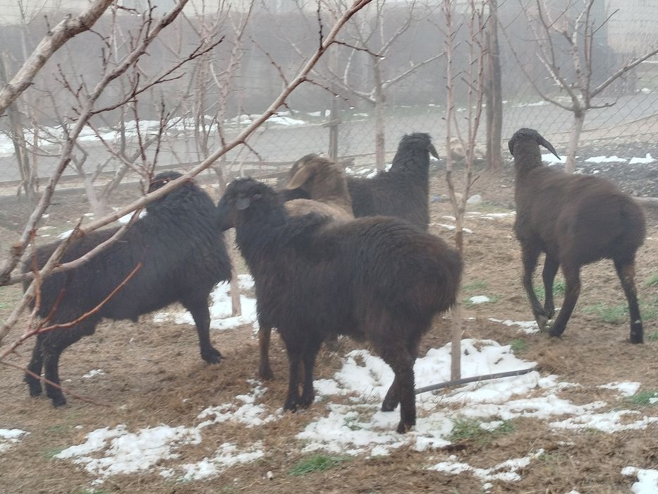 Кошкар Бордакы  кой