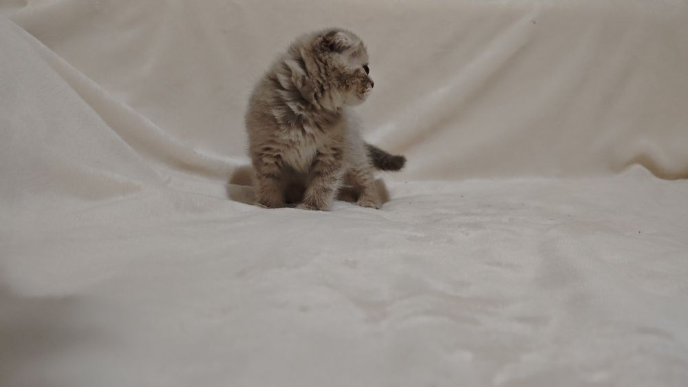 Продаются шотландских котята