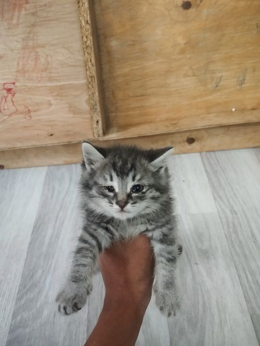 Продам    котёнок 3 шт