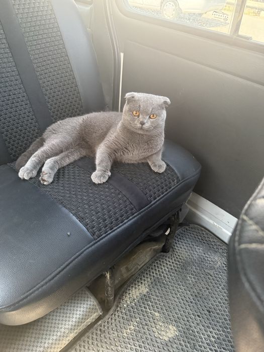 Mushuk Scottish Fold 7 oylik