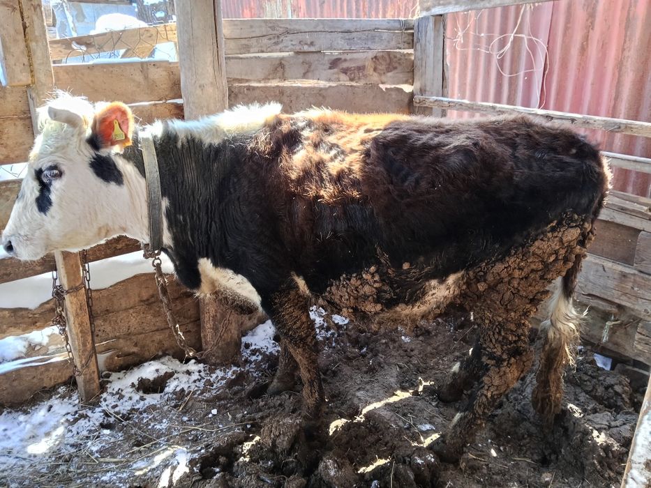 Продам корову па