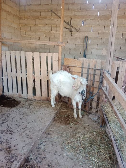 Теке орыс сатылады