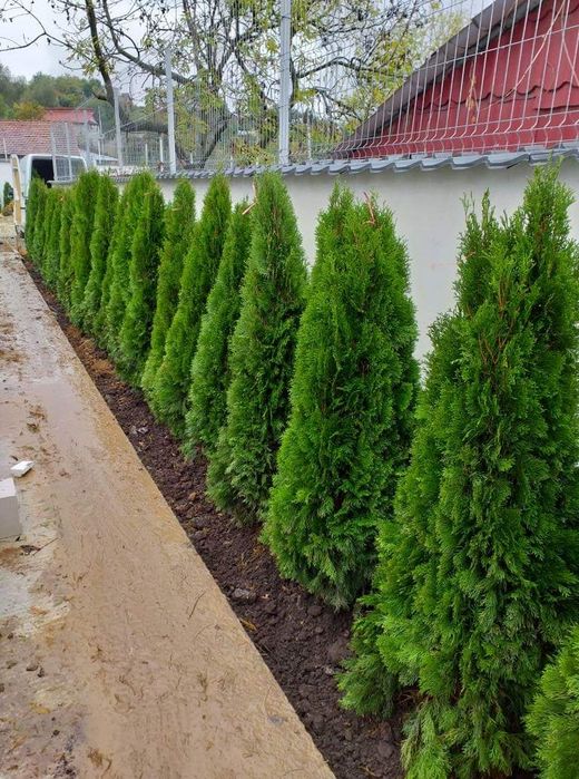 Tuia smaragd,  columnaris, brabant, leylandii