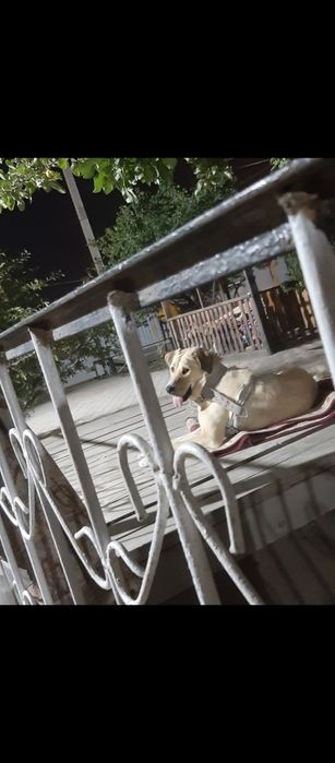 Пропала собака помогите найти