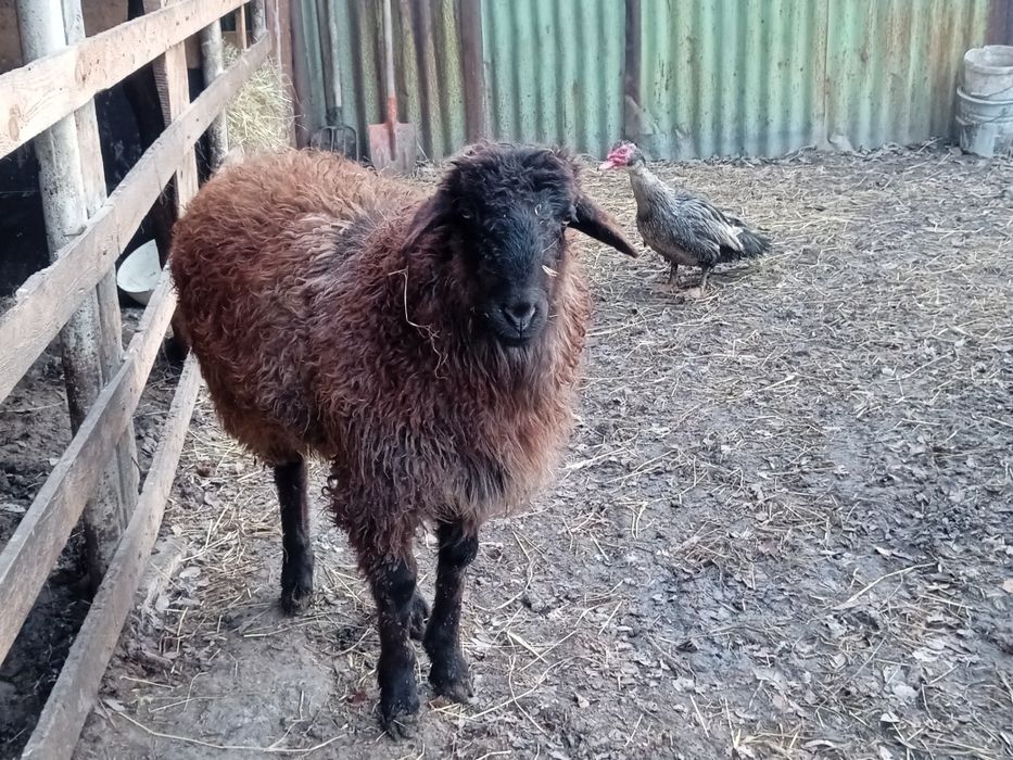 Токты, баран, кой