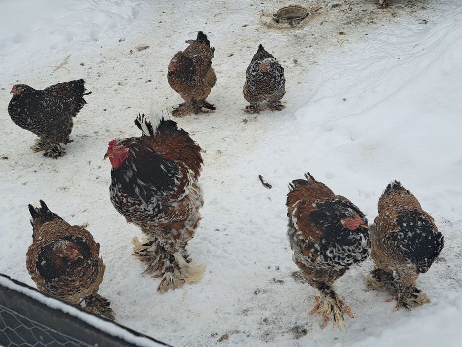 Vand oua incubat brahma portelan