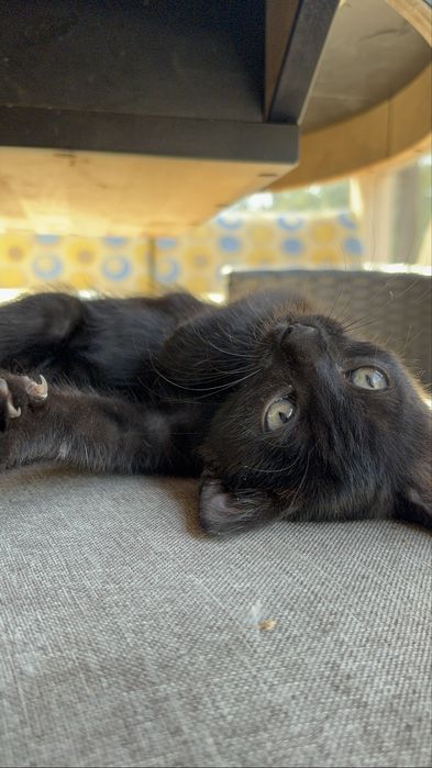 Котенок девочка в добрые руки