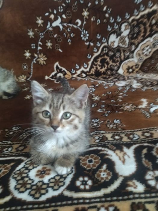Отдам котят в хорошие руки