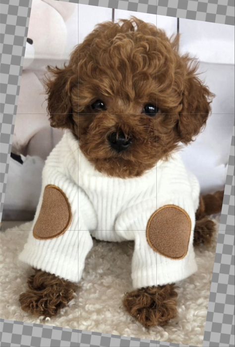 Пудел той /Poodle toy с генетични тестове на родителите с  родословие