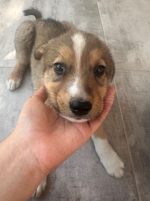 Cățeluși pentru adopție
